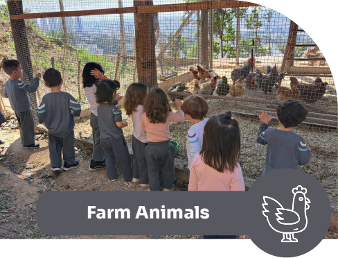 Farm Animals